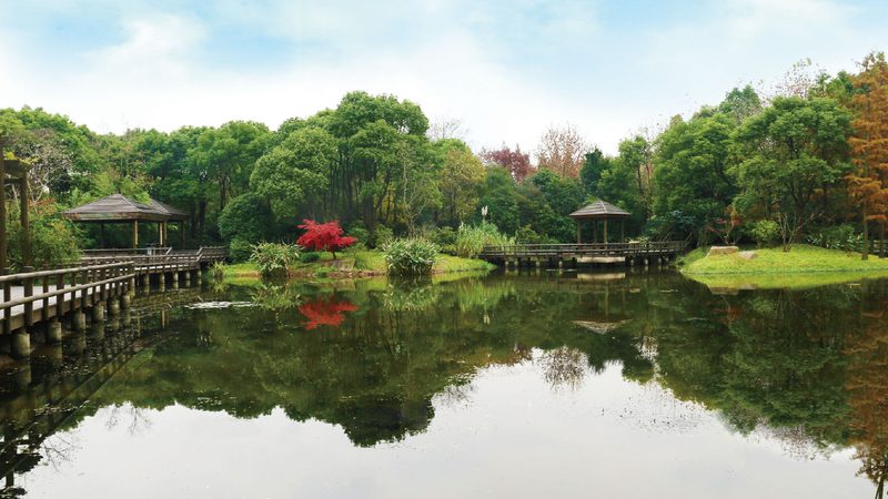 绿化苗木病虫害防治：从“见虫打药”到“系统防控”的转变