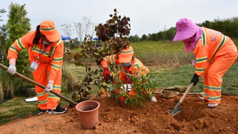 市政绿化养护标准落地难在哪