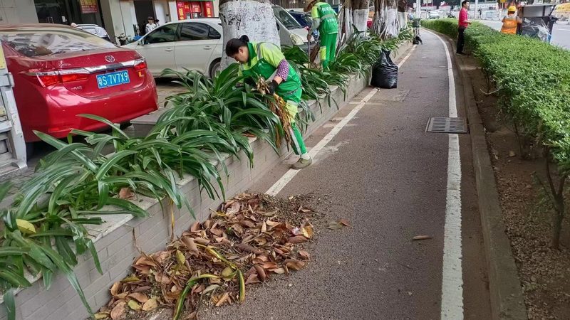 道路绿化养护成本揭秘：一平米一年究竟多少？**