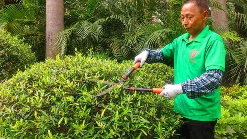 屋顶绿化过夏，别让植物死在你的“勤快”上