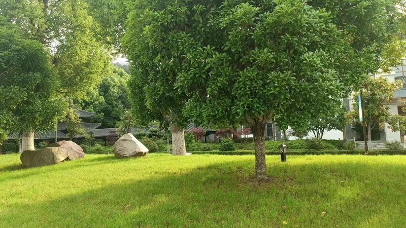 广州绿植租赁定制方案：如何打造绿色生态景观**
