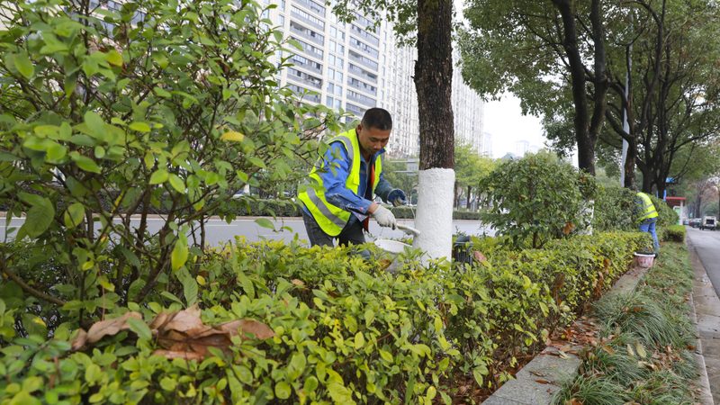 日式庭院常绿植物，为什么总有人选错