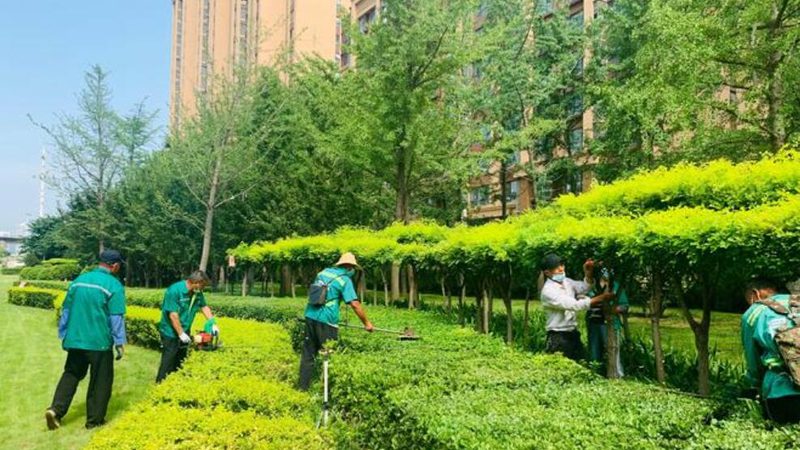 耐阴小区绿化草坪品种：如何选择适宜的绿茵之地